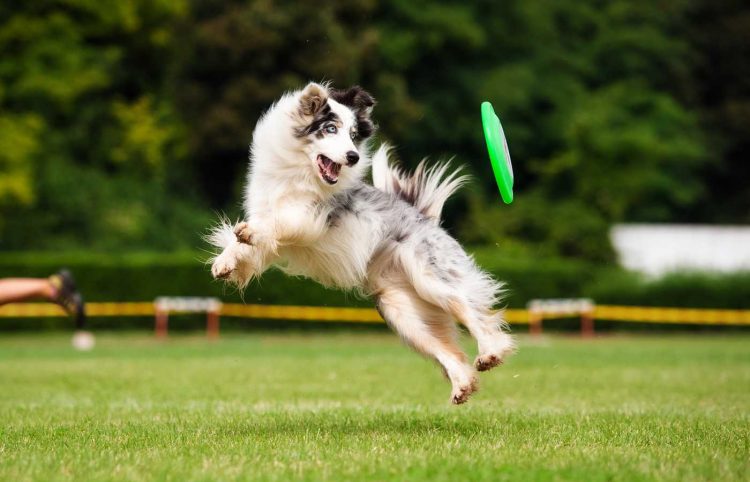 “Unlock the Benefits of Moving Dog Toys: Keep Your Pup Happy and Healthy”