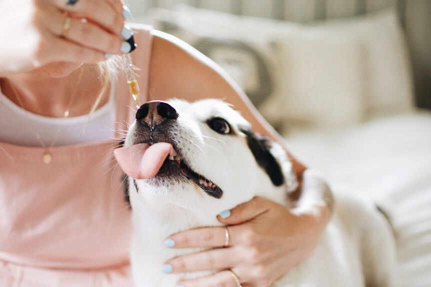 How the Right Amount of CBD Can Alleviate Anxiety in Dogs