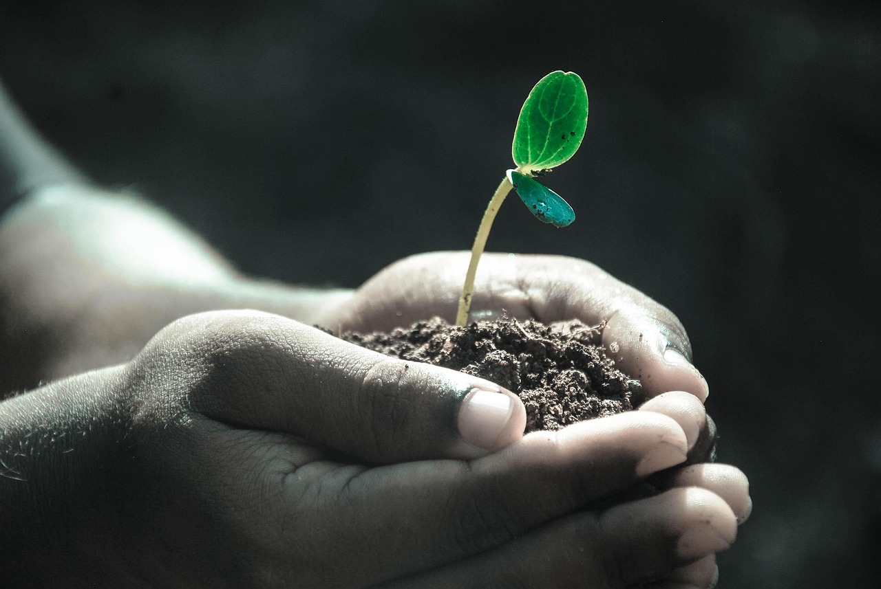 Hands, macro, plant — Essential Ecommerce KPIs for Success